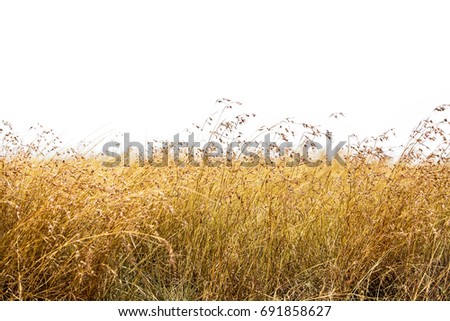 Tall red oat grass isolated on white for easy extraction