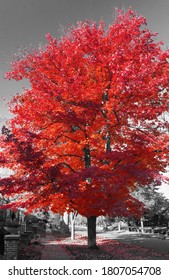 Tall Red Tree Above A Quiet Neighborhood Sidewalk In Black And White Landscape