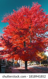 Tall Red Tree Above A Quiet Neighborhood Sidewalk In Denver Colorado