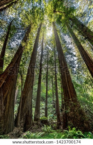 Tall redwood trees meeting the sun in the sky while leaving shade below for visitors along the path in Muir Woods near San Francisco, California, United States.