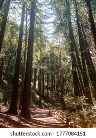 Tall Redwood Trees Surrounded By Ferns With Sunlight Coming Through The Tree Tops