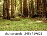 Tall Redwoods and Clover at Armstrong Redwoods State Natural Reserve, California, USA