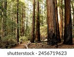 Tall Redwoods and Path at Armstrong Redwoods State Natural Reserve, California, USA