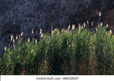 tall reeds in dalyan