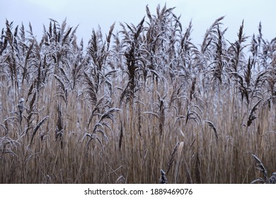 Tall Reeds With Frosted Tips.