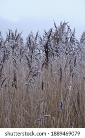 Tall Reeds With Frosted Tips.