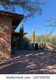 Tall Saguaro Cactus Decorated With Christmas Lights Near Home In Arizona