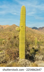 Tall saguaro cactus with moutains in natural area of the sonora desert with blue sky and fluffy clouds in midday sun. In a natural reserve or wilderness area of national or state park. - Shutterstock ID 2254862647