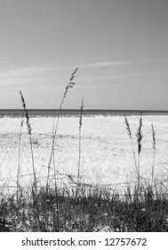 Tall Seaoats At Pretty Beach Dune