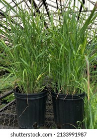 Tall Shenandoah Switch Grass Ornamental Plants In Big Tall Pots