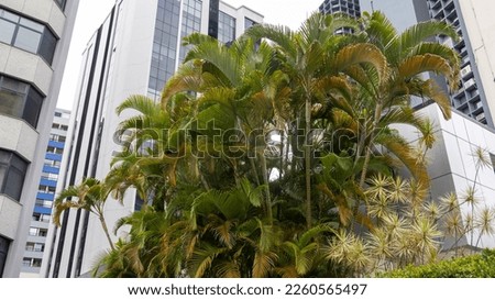 Tall, slender thickets of Dypsis family Arecaceae palm trees against the backdrop of urban high-rise buildings. Park in the city center.
