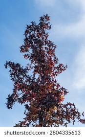 Tall slender tree Liquidambar styraciflua or American sweetgum  with deep burgundy-red leaves silhouetted against clear blue sky, capturing essence of fall colors. Nature concept for design. 