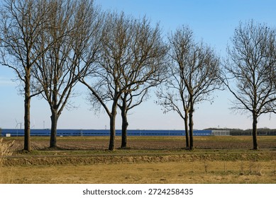 Tall, slender trees stand in a row along a clear, open field, their branches devoid of foliage, indicating early spring. The landscape features a patch of brown earth, likely prepared for planting, with a distant blue structure hinting at agricultural use. Beyond the trees, the expansive blue sky is unmarred by clouds, suggesting a calm day. The tranquility of the area is evident, providing a peaceful look at rural life.
