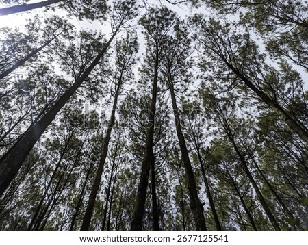 The tall, slender trunks of a dense pine forest reach towards a cloudy sky. The perspective emphasizes the majestic height of the trees, creating an immersive and inspiring view of the forest canopy,