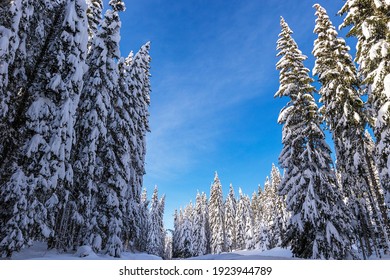 Tall Spruce Trees Completely Covered With Snow Along The Road To Pokljuka With Blue Sky, Slovenia.