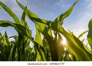 tall stalks of green sweet corn in sunny weather, a field with a crop of corn plants on a blue sky background