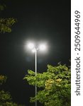 Tall streetlights illuminating the surrounding trees, blending natural and artificial elements. These photos highlight the serene interplay of light and foliage in an urban setting.