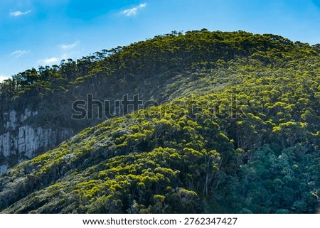 Tall Stringybark Eucalypt Forest in Cape Raoul - Tasmania