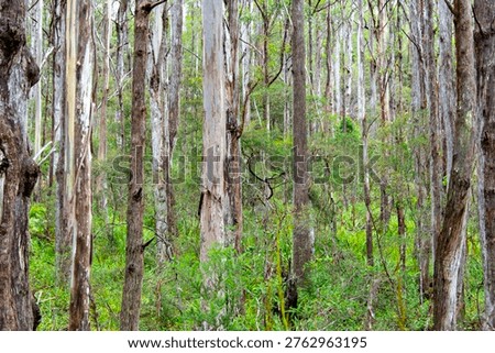 Tall Stringybark Eucalypt Forest in Cape Raoul - Tasmania