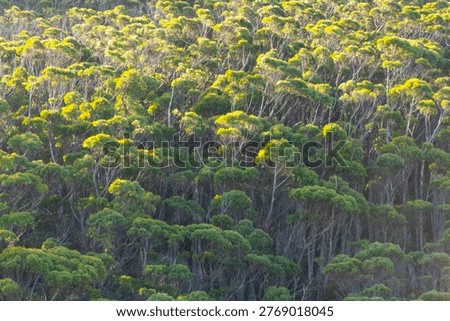 Tall Stringybark Eucalypt Forest in Cape Raoul - Tasmania