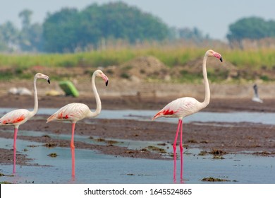 Tall Taller Tallest - Flamingos Arranges Themselves In Order Of Their Heights 