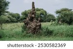 Tall termite mound in African wilderness