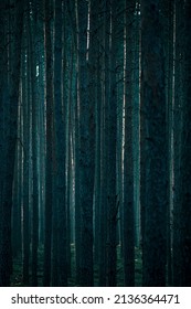 Tall thin pine trees in a dark forest, Neris Regional Park, Lithuania. Backlit textured bark, spooky mood. Selective focus on the details, blurred background.