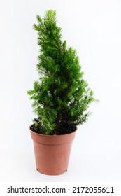 Tall Thuja In Brown Plastic Pot Isolated On White Background. Big Potted Green Thuya Grow On Backyard Cutout. Evergreen Topiary Tree In Large Flower Pot Cut Out, Outdoor Landscaping Decor.garden Plant