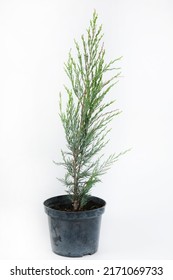 Tall Thuja In  Gray Plastic Pot Isolated On White Background. Big Potted Green Thuya Grow On Backyard Cutout. Evergreen Topiary Tree In Large Flower Pot Cut Out, Outdoor Landscaping Decor.garden Plant