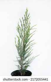 Tall Thuja In  Gray Plastic Pot Isolated On White Background. Big Potted Green Thuya Grow On Backyard Cutout. Evergreen Topiary Tree In Large Flower Pot Cut Out, Outdoor Landscaping Decor.garden Plant