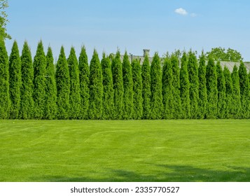 Tall thujas, beautiful hedge in the garden - Powered by Shutterstock