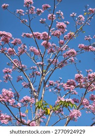 A tall tree adorned with clusters of soft pink blossoms stretches upward against a clear blue sky. The delicate flowers contrast beautifully with the slender branches and a few green leaves, creating a serene, springtime atmosphere filled with light and color.