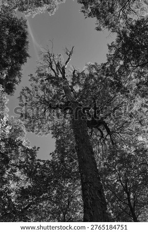 Tall Tree Canopy Viewed From Ground In A Chilean Park, Dramatic Upward Perspective, Black And White.