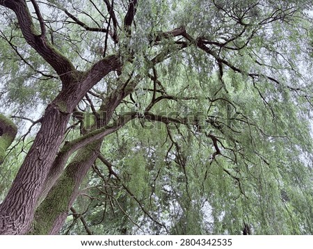 tall tree with drooping branches