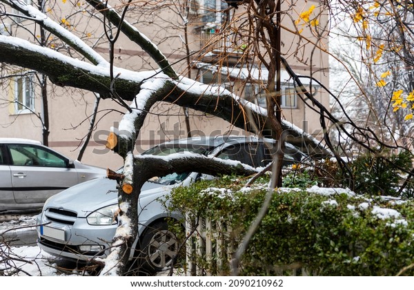 Tall Tree fell on the car and crushed it due to heavy\
snow storm 