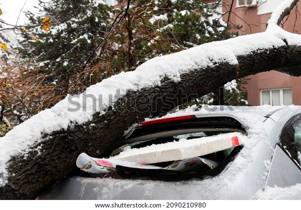 Tall Tree fell on the car and crushed it due to heavy
snow storm 