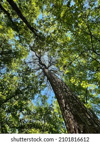 Tall Tree In The First Landing State Park