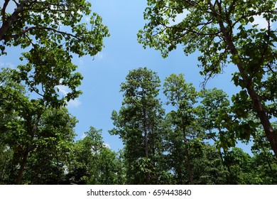 tall tree in forest