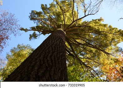 Tall tree in a forest