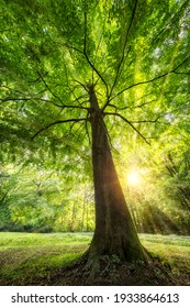 Hoher Baum im Wald bei warmem Sonnenlicht