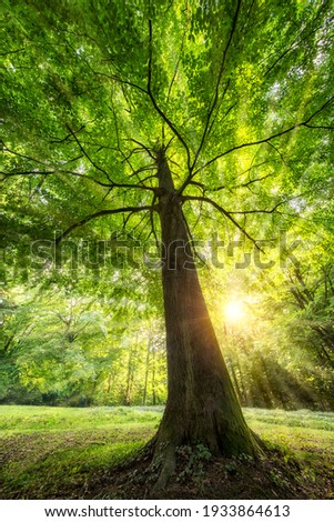 Tall tree in the forest in warm sunlight