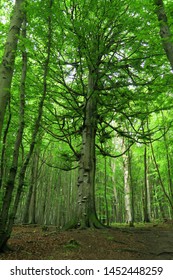 a tall tree inside the forest