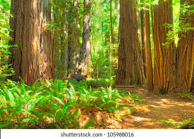 Tall Tree Loop Trail In Redwood National Park.