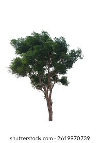 Tall Tree with Lush Green Foliage Against Clear Sky (PNG Transparent)