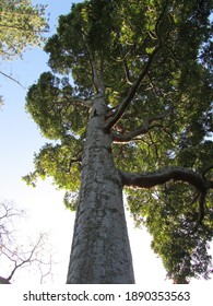 Tall Tree In New Zealand With Unique Perspective And Canopy