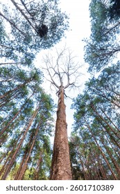 Tall tree in the pine tree forest. looking up perspective.
