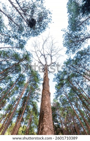 Tall tree in the pine tree forest. looking up perspective.