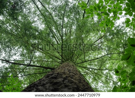 tall tree Pseudotsuga menziesli (known as Douglas-fir, Douglas spruce, Oregon pine, Columbian pine etc.)