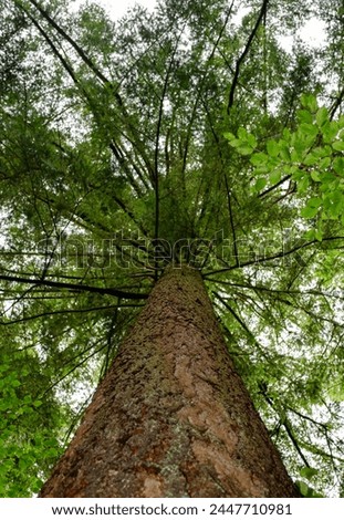 tall tree Pseudotsuga menziesli (known as Douglas-fir, Douglas spruce, Oregon pine, Columbian pine etc.)