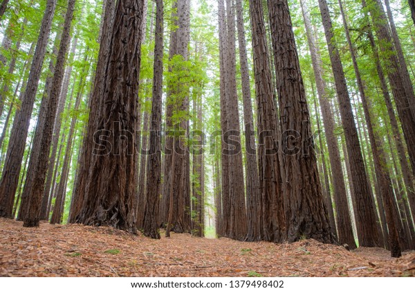 Tall Tree Redwood Forest East Warburton Stock Image Download Now